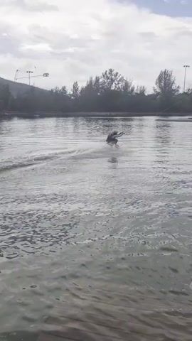 The video shows a wakeboarder on a lake, performing a jump over a ramp. In the foreground, a person wearing a pink helmet is partially submerged in the water. The background features a line of trees and utility poles, indicating an outdoor setting. The sky is overcast with clouds, suggesting a potentially cool or humid day. The water is rippled from the wakeboarder's activity. There are also structures visible on the far side of the lake, possibly part of a wake park or recreational facility. The overall scene depicts a moment of action and recreation in an outdoor watersports environment.