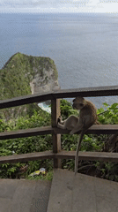 Monkeys gather at Kelingking Beach overlook on Nusa Penida