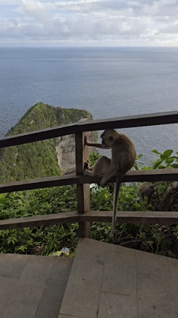 Monkeys gather at Kelingking Beach overlook on Nusa Penida
