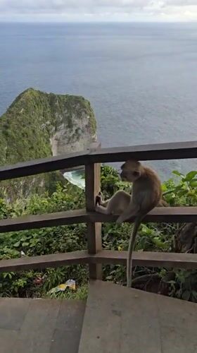 Monkeys gather at Kelingking Beach overlook on Nusa Penida