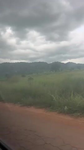 The video shows a view from a vehicle moving along a dirt road. The landscape consists of tall green grass in the foreground, with a field of crops, likely corn, in the middle ground. In the background, there is a large, rocky hill or mountain covered in trees. The sky is overcast with dark, heavy clouds, suggesting the possibility of rain. The perspective indicates the viewer is looking out the side of a vehicle, with a portion of the vehicle's interior visible at the bottom left of the frame. The overall scene depicts a rural, natural environment under a cloudy sky.