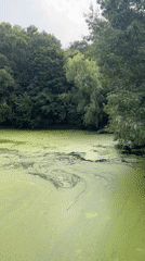 Algae-covered water catches breaking sunlight through overcast New York skies