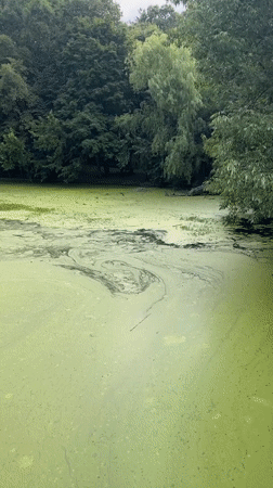 Algae-covered water catches breaking sunlight through overcast New York skies