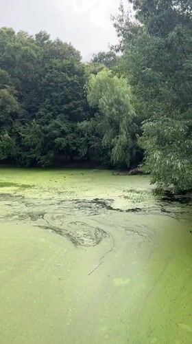 Algae-covered water catches breaking sunlight through overcast New York skies