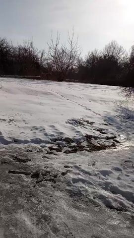 The video shows a snowy field with patches of melted snow and ice in the foreground. Bare trees line the horizon, silhouetted against a bright, overcast sky. There is no visible human activity.