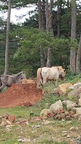 The video captures several ponies moving through a natural, outdoor setting, likely a forest edge or hillside in Lạc Dương, Vietnam. The scene is characterized by dense green pine trees forming a backdrop, rocky terrain in the foreground and mid-ground, and patches of grass and shrubs. The lighting suggests it is daytime, possibly overcast.

In the initial moments of the video (0:00-0:01), three ponies are visible. A light-colored pony with a long, flowing tail stands prominently in the foreground, appearing to graze among the rocks. Another light-colored pony is partially obscured behind it. Further back, a grey pony rests or stands on a reddish-brown dirt mound, positioned against the dense tree line.

As the camera pans slightly to the right and shifts focus (0:01-0:04), the grey pony remains visible on the dirt mound. A different pony, reddish-brown in color, descends the rocky slope, navigating through the vegetation before eventually moving out of the frame behind the rocks. The ponies appear to be moving freely, possibly foraging or simply traversing the landscape. Scattered bricks and a grey concrete pipe are discernible among the rocks in the foreground, indicating some human presence or discarded materials in the area. There is no visible text in the video.