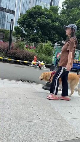 A young woman wearing a brown t-shirt, black pants, and a baseball cap walks on a sidewalk next to a large golden dog. The dog is wearing a red harness and is on a leash. The woman is wearing pink sandals. In the background, there are tall modern buildings, trees, and a street with a few vehicles. There are also several traffic cones on the side of the road. The woman and dog are walking away from the camera.