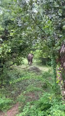 The video shows an elephant moving through a densely wooded area. The camera appears to be positioned behind a thicket of trees and bushes, partially obscuring the view of the elephant. The elephant is dark in color and visible through the gaps in the foliage as it moves away from the camera and deeper into the greenery. The environment is lush and green.