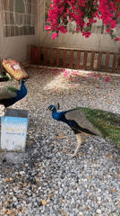 Peacocks and Hairless Dog Spotted in Outdoor Urban Area