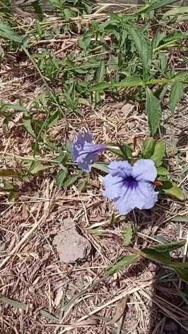 The video shows two light purple Ruellia simplex flowers on the ground. The ground consists of a mix of dry straw, green plants and some small rocks. The flowers are surrounded by green vegetation. The shot is from above, with the camera remaining relatively static. The lighting is bright, indicating daylight.