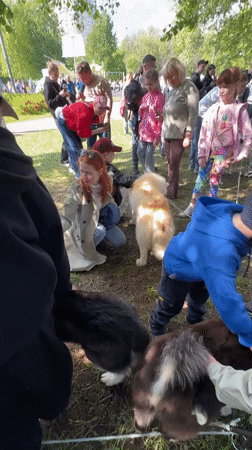 Families gather with reindeer and dogs in Russian park