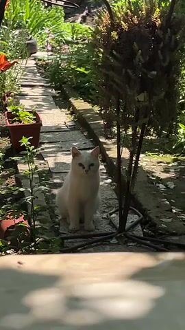 A white cat sits still on a stone path in a sunny garden. The cat is facing the camera, with its ears twitching slightly. The path is made of irregular stone slabs and runs through a green, lush garden. On the left side of the path, there are several green plants, including some in terracotta pots, and a red flower is partially visible. On the right, there's a dense green bush or small tree and a dark cable on the ground near its base. The scene is brightly lit by natural sunlight, casting dappled shadows. The foreground shows a blurry wooden surface, suggesting the camera is placed on a low vantage point, looking into the garden. The overall setting is an outdoor, tranquil garden on a clear day.