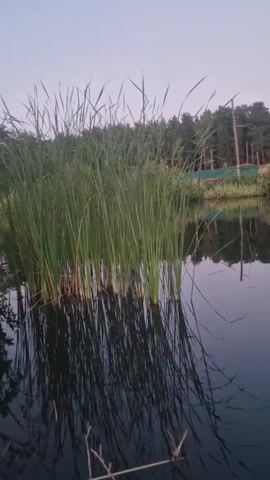 A still shot of a body of water with tall reeds growing out of it. The reeds are green and reflect in the dark water. In the background, there is a line of trees and a light pole. The sky is a pale blue. The shot is still and there is no movement in the video.