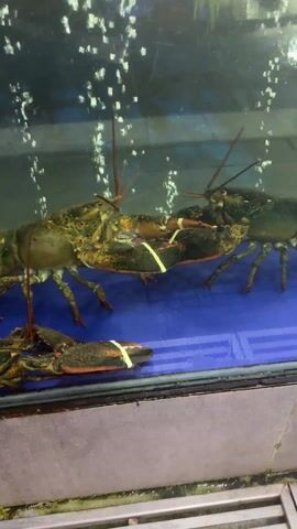 The video shows three lobsters in an aquarium. The lobsters are on a blue bottom. Their claws are held together with yellow bands. There are air bubbles rising from the bottom of the tank.