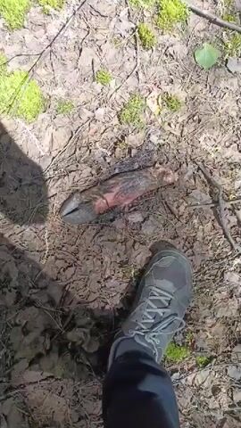 A first-person perspective video shows a person's foot in a gray hiking boot standing on a forest floor. To the left of the foot, on the ground, is what appears to be a severed animal limb, possibly a hoofed animal's leg, with dark, cloven hooves at one end and exposed flesh and bone at the other. The ground is covered with dry leaves, pine needles, and patches of green moss. Sunlight filters through the trees, casting shadows.