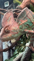 Chameleon filmed in Moscow terrarium during morning observation