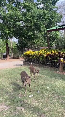 Here's a description of the video:

The video shows two deer eating something on a patch of grass. A smaller deer approaches in the background. The location appears to be a park or zoo with trees, colorful bushes, a brown building, and a sign in Thai. The weather is bright and sunny.