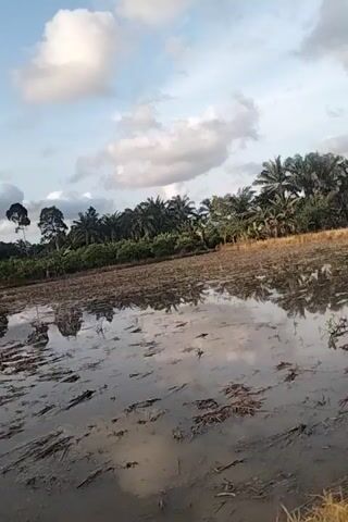 The video shows a landscape with a body of water in the foreground and palm trees in the background. The water reflects the sky and trees, creating a mirrored effect. The sky is partly cloudy, with patches of blue visible. The trees appear to be densely packed and are a vibrant green. There is a dry, grassy area on the right side of the frame. The overall impression is a tranquil, natural setting.