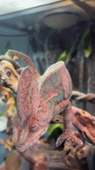 Moscow zoo visitor captures colorful chameleon on display