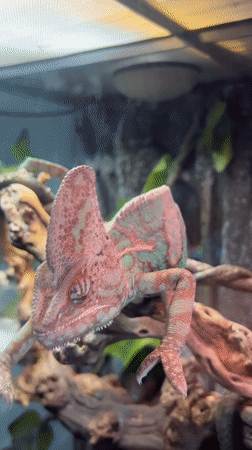 Moscow zoo visitor captures colorful chameleon on display