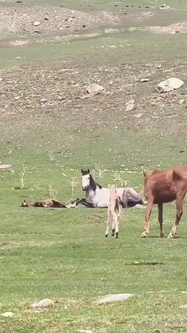 The video presents a serene outdoor scene featuring several horses and foals in a verdant, undulating pasture. In the foreground, a dapple gray adult horse is initially seen lying down on its side. Adjacent to it, a small reddish-brown foal is also resting on the ground, appearing mostly still. Another pale-colored foal stands upright near the gray mare. Further to the right, the hindquarters of a brown adult horse are visible as it slowly walks away, gradually exiting the frame.

The primary action in the video focuses on the dapple gray horse. It slowly and deliberately transitions from a lying position to a standing one, stretching its legs as it rises. The surrounding landscape consists of gently sloping hills in the background, sparsely covered with rocks and vegetation, indicative of a natural, possibly high-altitude, environment.

The scene is illuminated by bright daylight, suggesting a clear sky and pleasant weather conditions, likely during late morning or afternoon. The overall atmosphere is one of calm and tranquility, with the horses peacefully coexisting in their natural habitat. There is no visible text in the media file. This type of remote, pastoral setting is consistent with the provided location context of Semenovka, Kyrgyzstan.