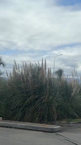 The camera is static and captures a tall cluster of green grass with beige plumes waving gently in the wind. The grass is situated beside a concrete walkway or low wall. In the background, a cloudy sky with patches of blue is visible, along with a distant streetlight. There's also a glimpse of a palm tree to the left. The ground in the foreground appears to be a gray paved area.