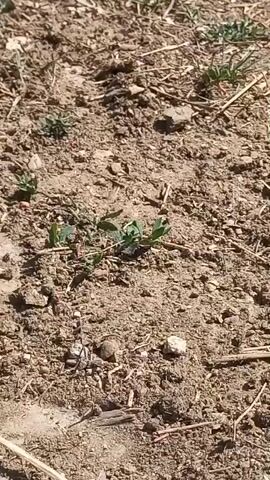 The video shows a close-up view of dry, cracked earth with scattered small rocks and dried grass. Several small green plants are growing sparsely out of the soil. The camera is static and focused on this patch of ground.
