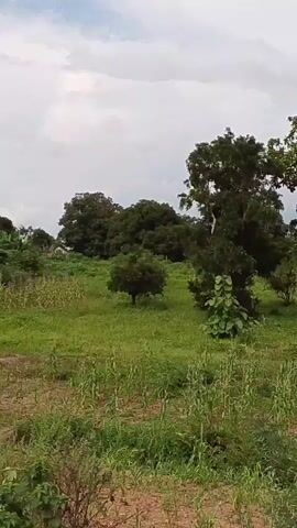 The video pans across a rural landscape featuring fields of green vegetation, including what appears to be crops and banana trees. In the background, there are several large trees and a white-roofed structure, possibly a building. The sky is cloudy. The footage seems to be taken from a moving vehicle or while walking, indicated by the slight shaking and forward motion of the scene. There are no people visible in the video.