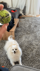 Pomeranian plays with ball in Barcelona living room