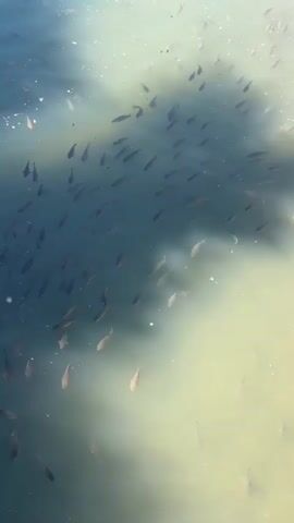 The video shows a school of small fish swimming in murky water. The fish are mostly dark in color and move together in a large group. The water has a cloudy appearance with areas of light and shadow. The surface reflects the sky, and the sun casts a glare, especially on the right side of the frame. There is minimal surface disturbance, indicating a lack of strong currents or wind. The scene appears still and natural.