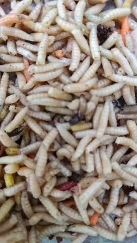 This is a close-up, top-down video of a pile of live larvae. The larvae are light brown to off-white in color and appear to be segmented. They are wriggling and moving amongst each other. Some darker colored organic matter, possibly food, is mixed in with the larvae. The background is out of focus but appears to be a container or surface.