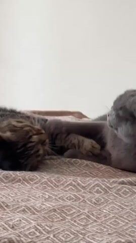 A tabby cat lies on its back on a textured surface, with its left paw extended towards a grey cat. The grey cat is seated and is batting at the tabby cat's paw with its right paw. The tabby cat's head is partially obscured by its extended paw. The grey cat then reaches out its paw again, making contact with the tabby cat's face. The grey cat then lunges forward, its head near the tabby cat's head, and the video cuts off.