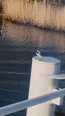 Bird perches on pole near water in rural Russia
