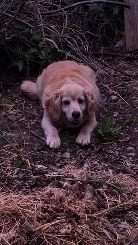 A light brown dog is lying on the ground with its front paws extended. The dog's mouth is slightly open, and it appears to be panting or looking at something. The dog is in an outdoor setting, with dry leaves and twigs on the ground. There are also some green plants visible. The background is blurred and appears to be a wooded area with dark branches and foliage. The lighting is dim, suggesting it may be dusk or an overcast day.