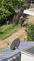 Donkey rider travels mountain path in Bulgarian village
