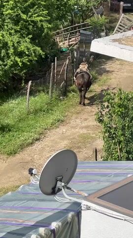 A donkey, with a person riding it, is walking up a dirt path in the middle of the day. The path is fenced on both sides. There are trees on the left. There are buildings and foliage in the background. In the foreground, there is a satellite dish mounted on a structure. The structure appears to be covered with a translucent plastic sheet. The background is slightly out of focus, indicating the focus is on the satellite dish and structure in the foreground. The sky is bright and there is plenty of sunlight.