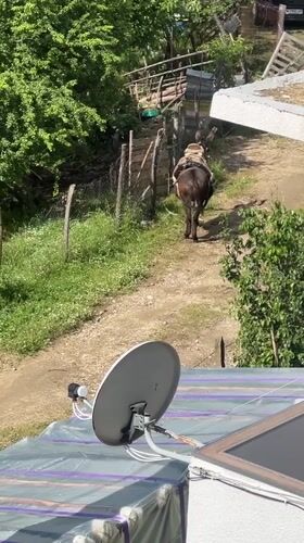 Donkey rider travels mountain path in Bulgarian village