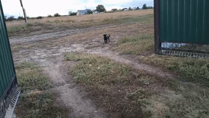Rural property snapshot: greenhouse, dry fields, and a roaming dog