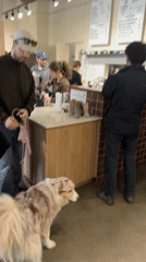 Evening rush at Montreal cafe draws customers and dogs