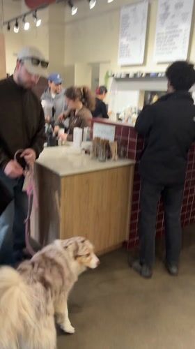 Evening rush at Montreal cafe draws customers and dogs