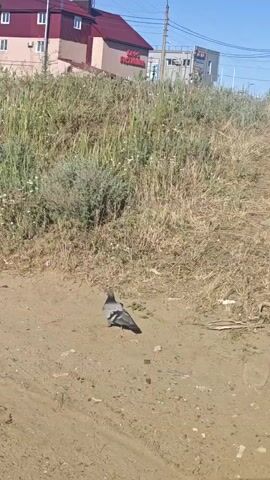 The video shows a pigeon on a dirt path. Behind it is a hill of grass and wildflowers, and a two-story building with a red roof. Another pigeon walks into the frame from the background.