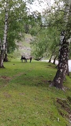 The video shows a peaceful scene with two horses standing in a grassy clearing surrounded by trees. The horses are a light brown or gray color, and one appears to be slightly smaller than the other, possibly a foal. They are standing close together, suggesting they are a pair or mother and offspring. The environment is lush and green, with tall birch trees and other foliage. The ground is covered in grass, with some patches of dirt visible. In the background, there is a gentle slope with some rocky outcrops, suggesting a hilly or mountainous terrain. The overall impression is one of natural beauty and tranquility.