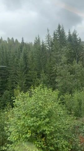 The video shows a view from a moving vehicle looking out at a forest. Tall evergreen trees dominate the scene, with a mix of deciduous trees and undergrowth visible. The foliage is predominantly green, with some patches of yellow and orange suggesting the presence of autumn colors. The sky is overcast. The camera appears to be capturing the scenery as the vehicle travels along a road or track, with glimpses of a wooden pole with a yellow sticker and a metal fence in the foreground. The ground appears to be a mix of gravel and vegetation.
