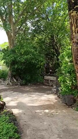 The video shows a pathway leading to a waterfront. The path is dirt and lined with rocks and vegetation. Large trees, partially obstructing the view, are on either side of the path. In the distance, near the water, there are figures of people standing near a railing.