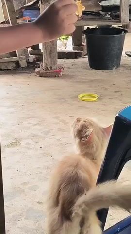 A child's hand reaches down and offers a light orange/beige cat a yellow chip. The cat looks up at the hand and chip. The hand drops the chip. The cat remains next to a blue chair. The scene takes place on a concrete floor in what appears to be an outdoor area with various items like buckets, boxes, and tools in the background.