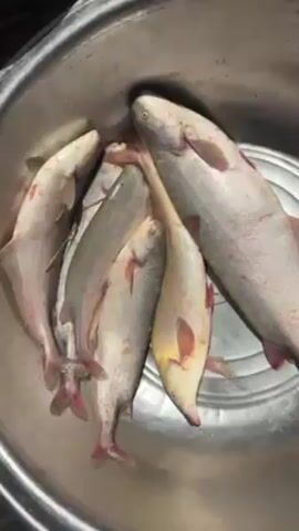The video shows a metal bowl containing six fish. The fish are light gray, some with reddish marks or fins, and one is slightly yellowish. They vary in size, with one being notably larger than the others. The bowl is sitting on a dark surface.  No people are visible in the video. There are sounds of voices speaking in a language other than English in the background.