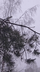 Ice-covered pine branches documented in rural Russia
