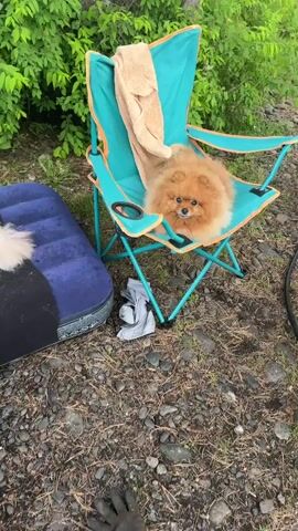 A fluffy, light brown Pomeranian dog lies on a blue inflatable mattress. The dog is facing the camera with its head slightly tilted. A tan towel is draped over a teal camping chair beside the mattress, and the chair has a cup holder. There are also some gray articles of clothing on the ground near the chair. The background consists of green foliage and a rocky, uneven ground. The video appears to be filmed outdoors.