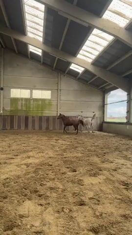 Two horses, one brown and one white, are running in a sandy indoor arena. The arena has a dirt floor and a roof with skylights. There are walls made of wood and concrete, with windows at the top. The horses are running together, appearing to be playing or exercising. The lighting is natural, coming from the skylights and an open area at one end of the arena.