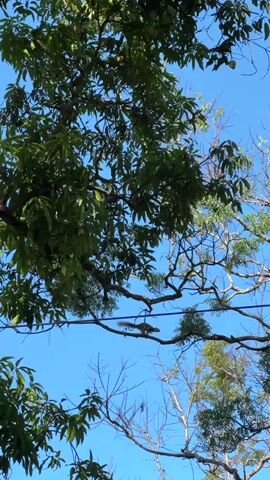The camera points upward, looking through the branches of two trees towards a clear blue sky. One of the trees has lush green leaves, while the other has mostly bare branches with some small green leaves.  A squirrel is visible, moving along a branch of the tree with fewer leaves. Power lines run horizontally across the frame, partially obscured by the tree branches. Someone speaks in the background.
